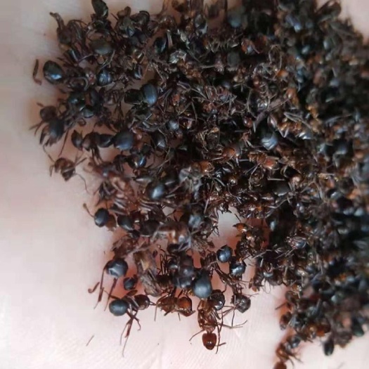 鄄城县蚂蚁 黑蚂蚁 产地辽宁 打粉级干度 手捏成沫 各种动物类药材