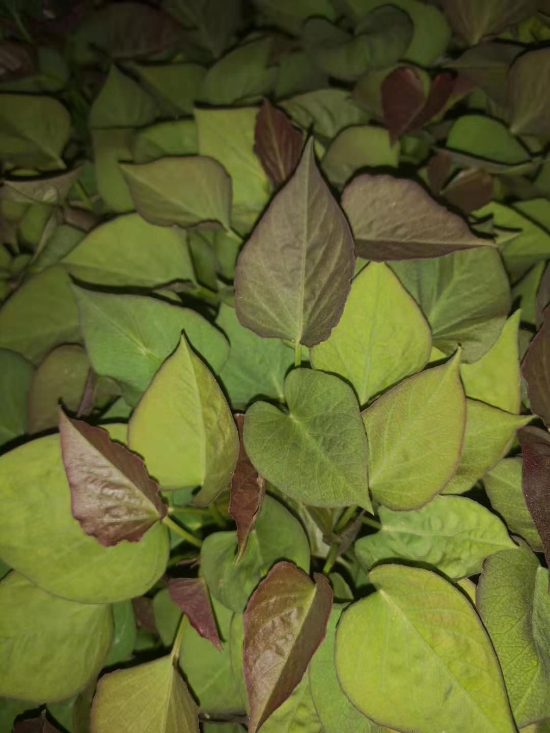 烟薯25号红薯苗  烟薯25红薯苗