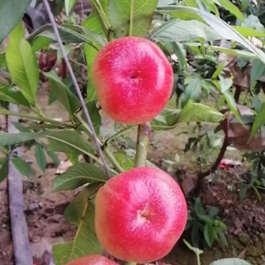 沈阳油蟠桃  红油蟠，黄油蟠