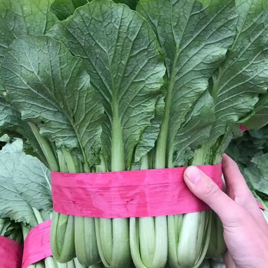 邯郸河北邯郸，小白菜，上海青，产地直发，质量保证，提供包装，……