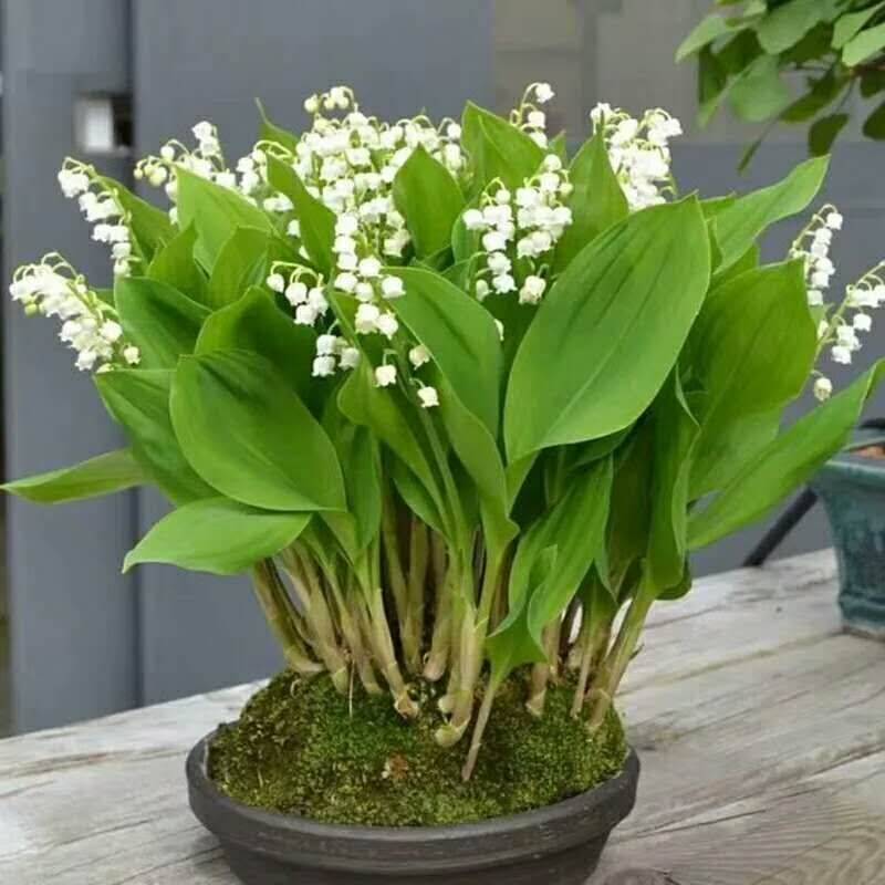  铃兰花（20棵/盆）