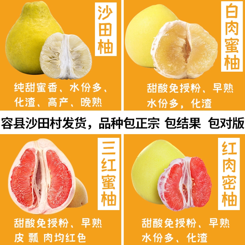 沙田柚子树苗当年结果桂柚树苗白心三红纯甜嫁接蜜柚子苗庭院盆栽