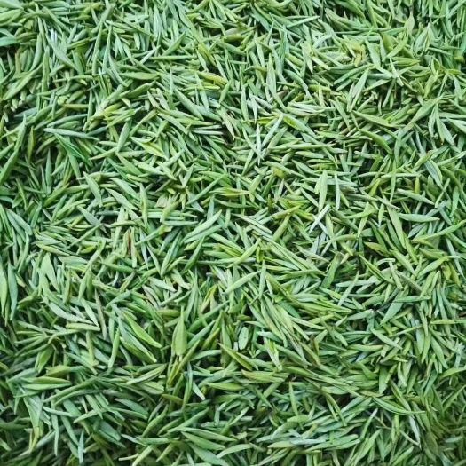 遂川县毛尖茶 狗牯脑产地出品，品优，口感好