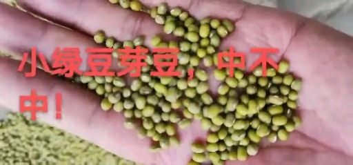 绿豆芽 芽豆