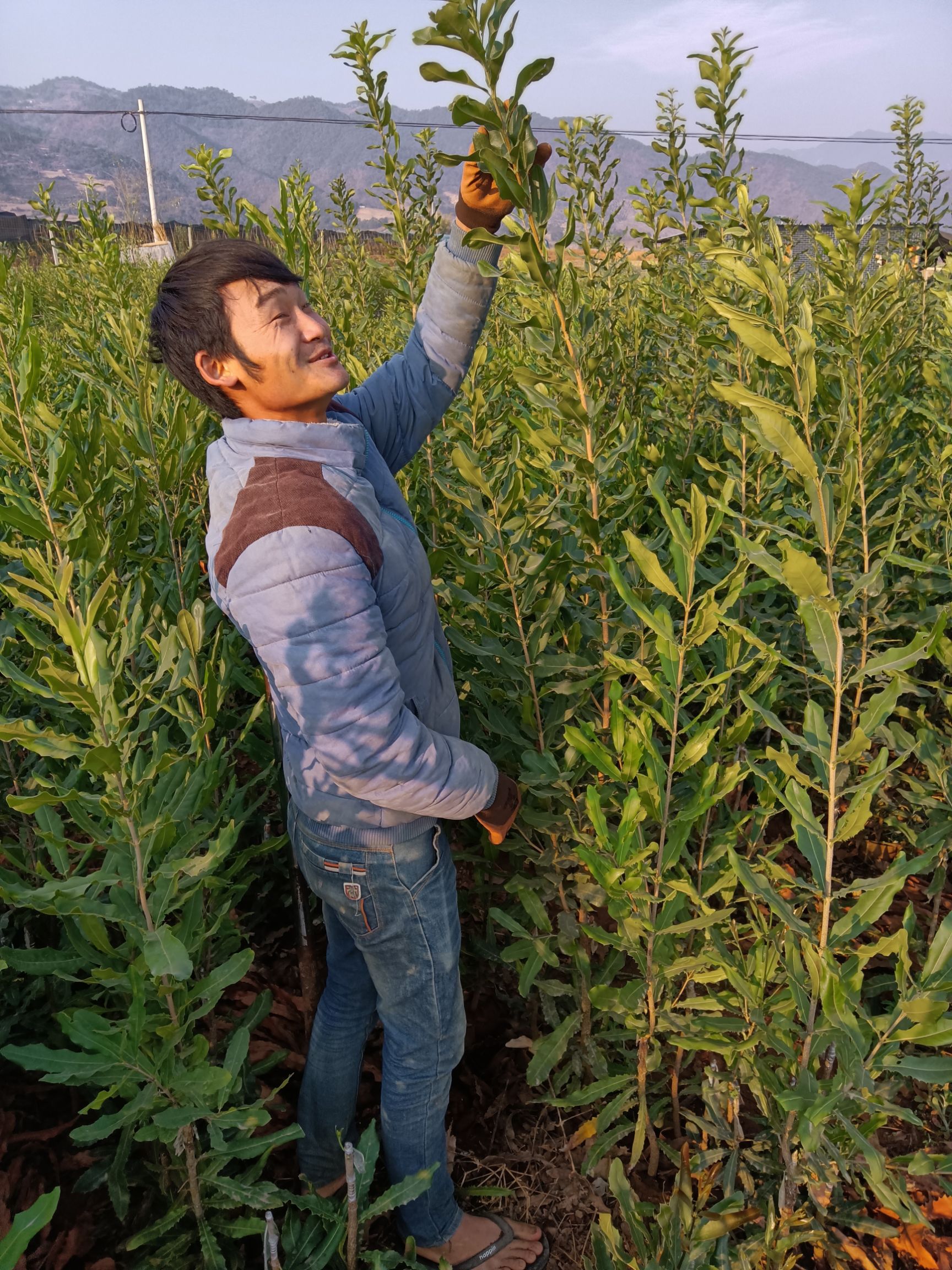 夏威夷果苗  桂热一号，澳洲坚果嫁接苗，自己苗圃，品种纯正，价格公道