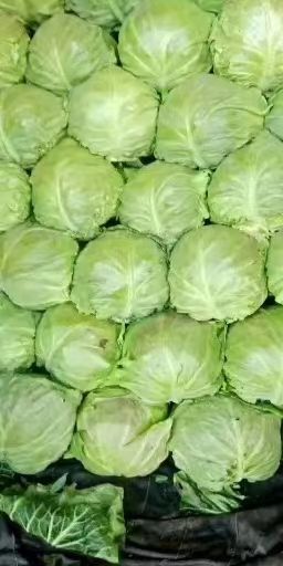 郯城县中甘系列 山东省临沂市郯城县 1.5~2.0斤