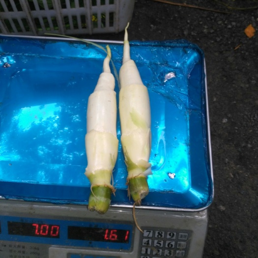 祁东县茭白种苗  夏茭出茭最早，秋茭出茭最迟，是抢早延后的好品种，