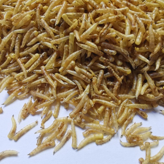 成都四川蝇蛆养殖/家蝇养殖基地/五谷虫/饲料/昆虫蛋白质/蝇蛆浆