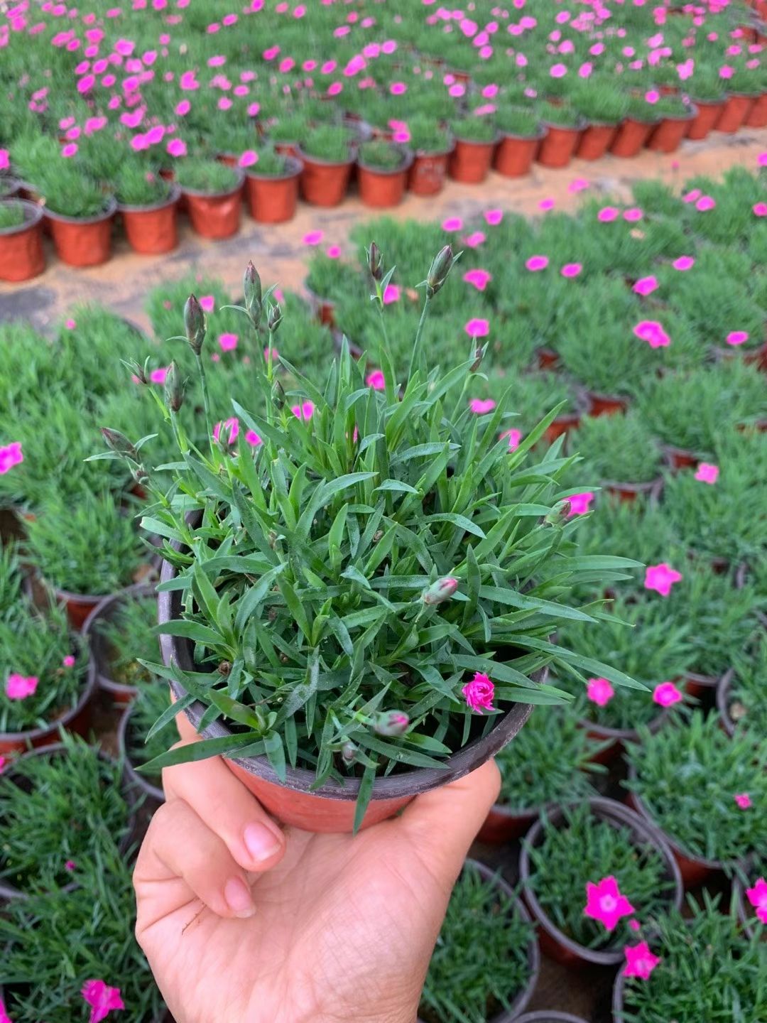  常年开花的草坪—欧石竹种植基地