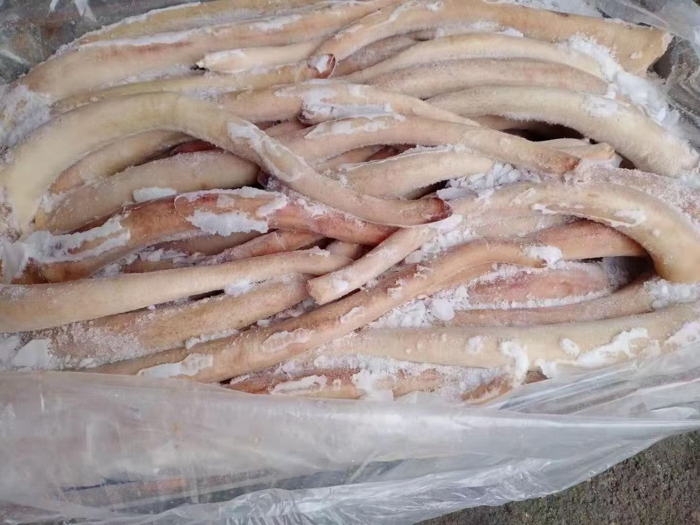 猪长尾，猪短尾，猪尾巴