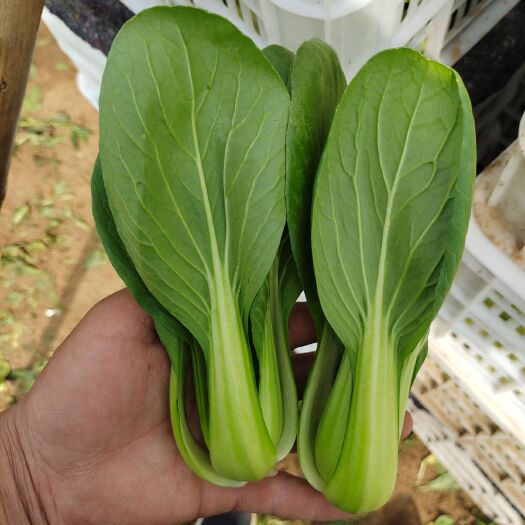 曹县精品上海青小白菜欢迎快菜油麦菜欢迎选购保质保量