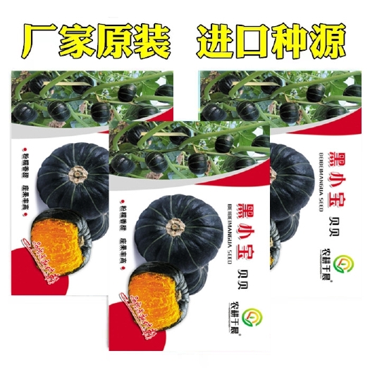 福州黑贝贝南瓜种子浓香板栗味小南瓜种籽粉面香甜种源四季蔬菜子
