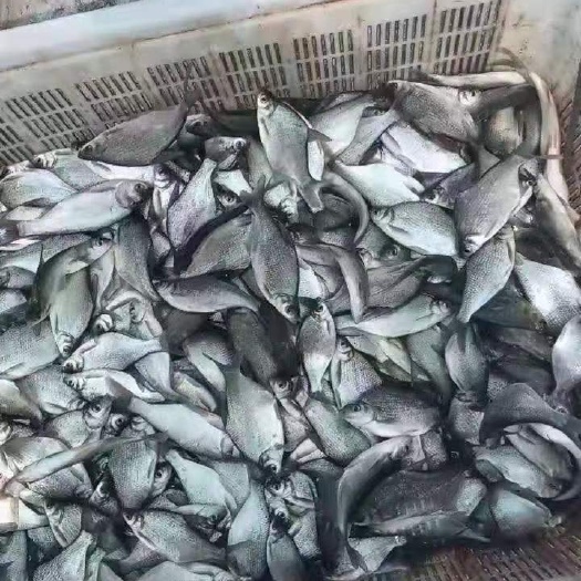 淮安鳊鱼苗 