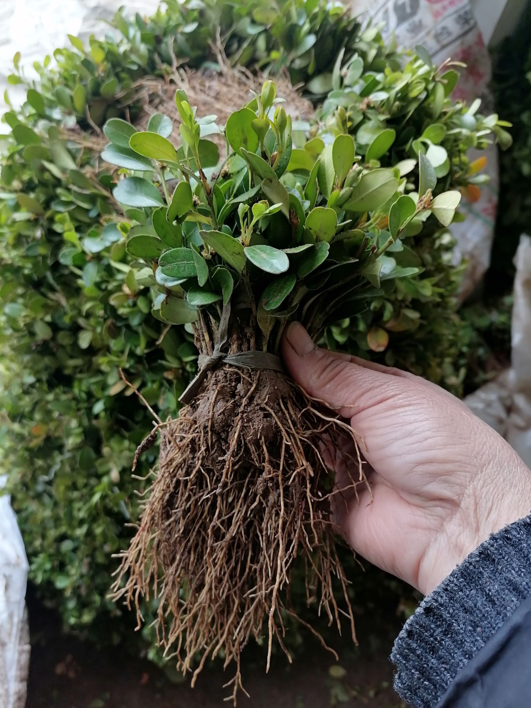 瓜子黄杨木  瓜子黄扬苗，床苗，瓜子黄扬苗基地欢迎订购