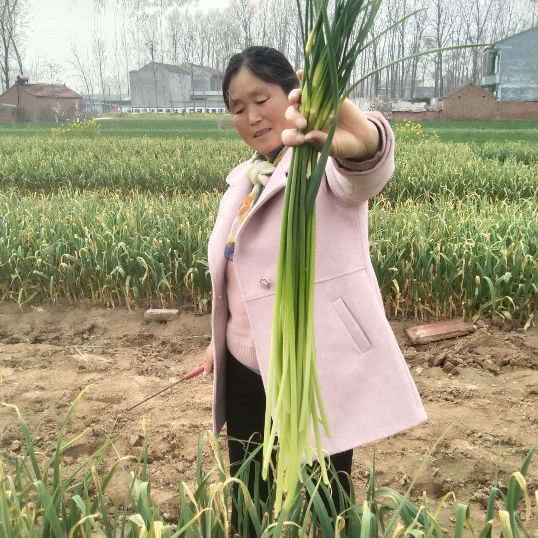 白帽蒜薹  ，新鲜蒜薹正式开始上市，免费提供冷库场地