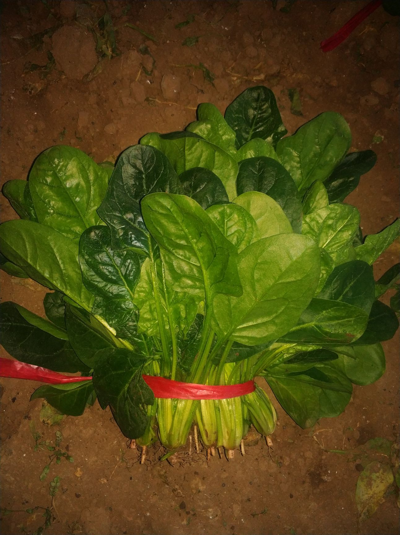 铁杆天下、耐热、铁杆圆叶实心、菠菜种子