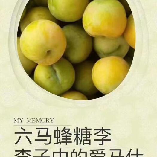镇宁县正宗安顺特产六马蜂糖李