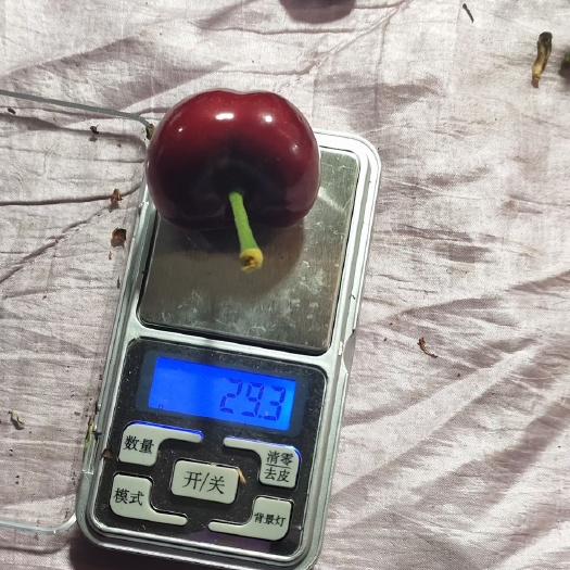 大连美早樱桃 寻找长期合作伙伴，，，