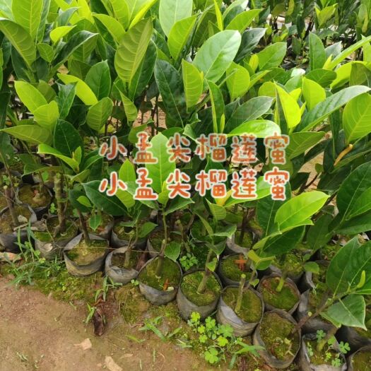 白沙县榴莲蜜树苗  孟尖耐寒榴莲蜜 一手货源
