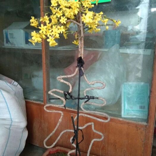 蒙阴县树桩盆景  迎春花造型寿和双喜打配零售价450元