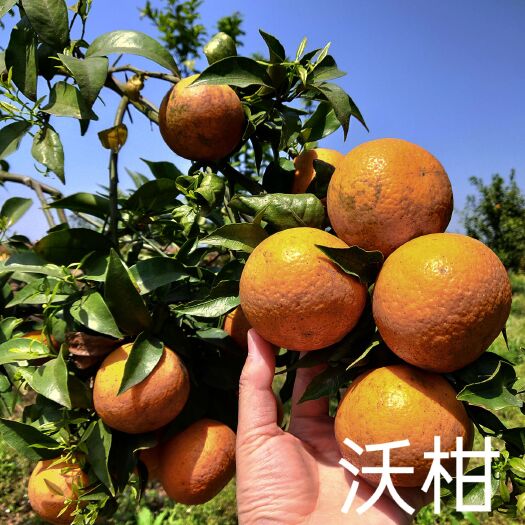 重庆市沃柑出售