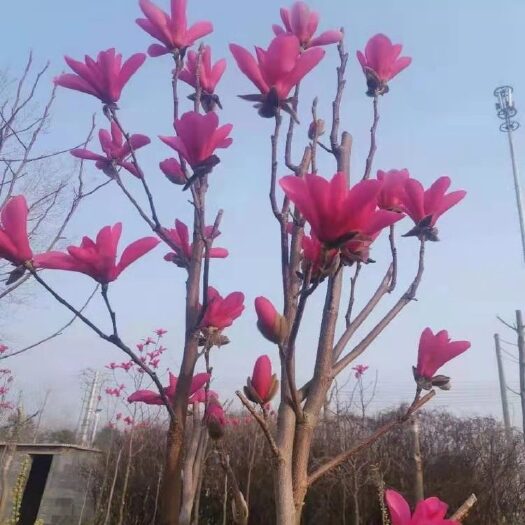 沭阳县紫玉兰树苗娇红一号玉兰苗嫁接玉兰花苗红玉兰白玉兰地栽绿化苗木