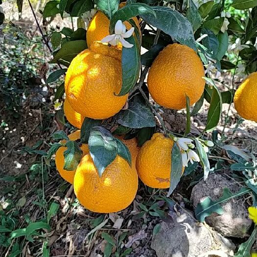 石棉县 石棉黄果柑，来自大山雨后，各大
