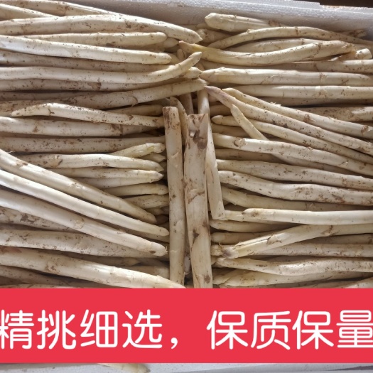 曹县白芦笋抢鲜上市每天现挖芦笋保证新鲜