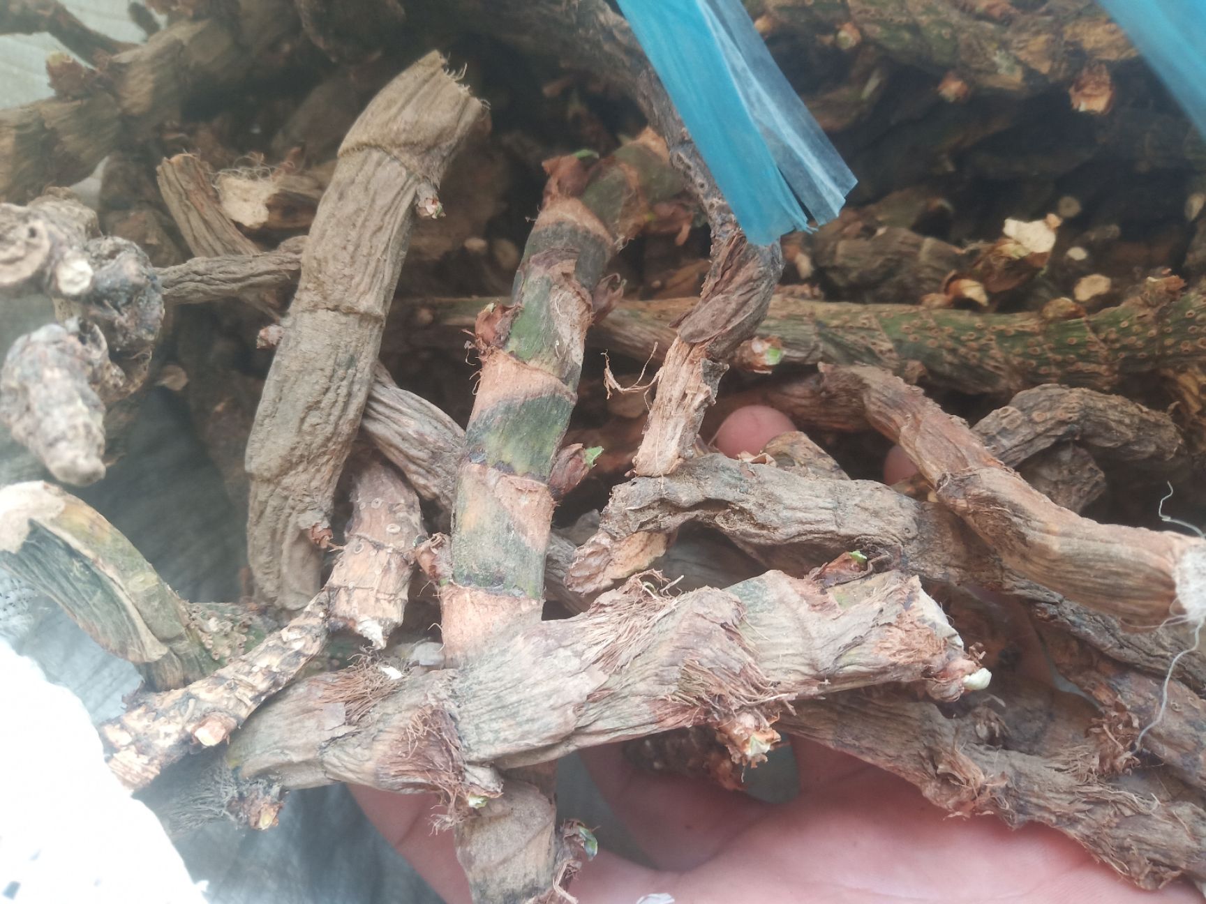 水菖蒲（臭蒲根）新货山东临沂产地直销干净