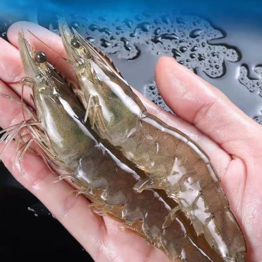 青岛中国对虾  国产海捕大虾整箱海虾基围虾超大冻虾鲜虾活冻海鲜水