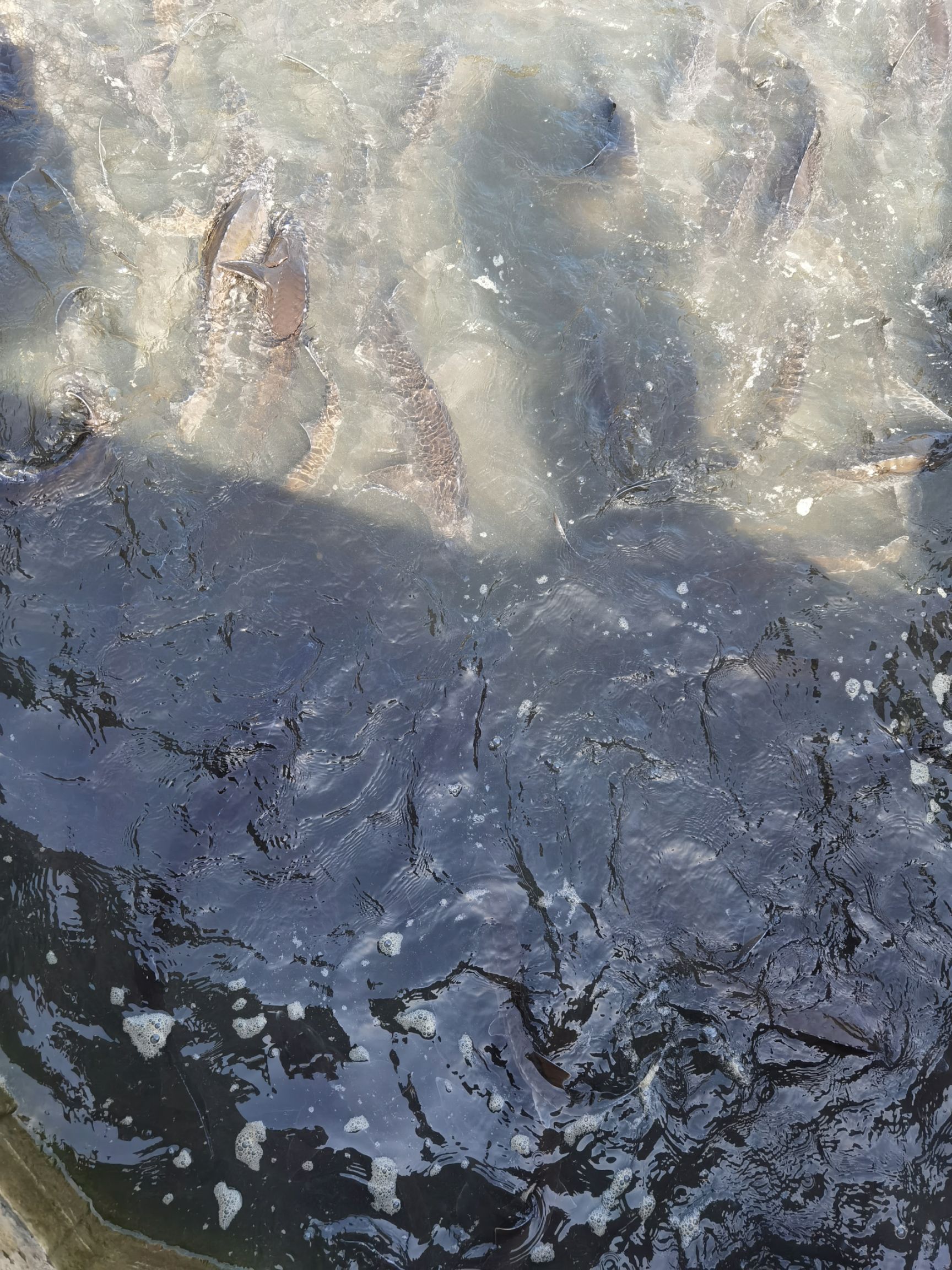 鲟鱼 西杂，无刺肉质细腻