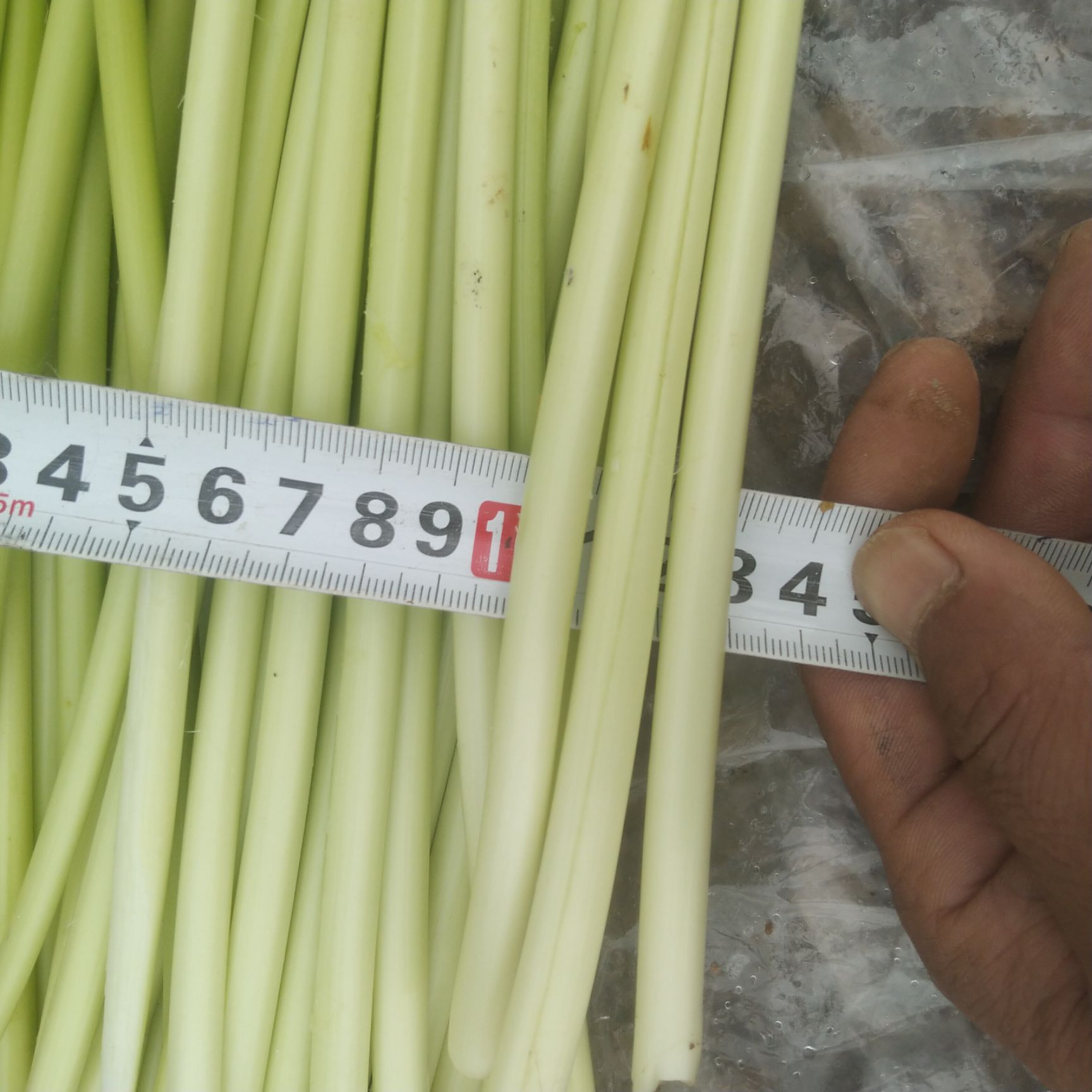 白帽蒜薹  ，新鲜蒜薹正式开始上市，免费提供冷库场地