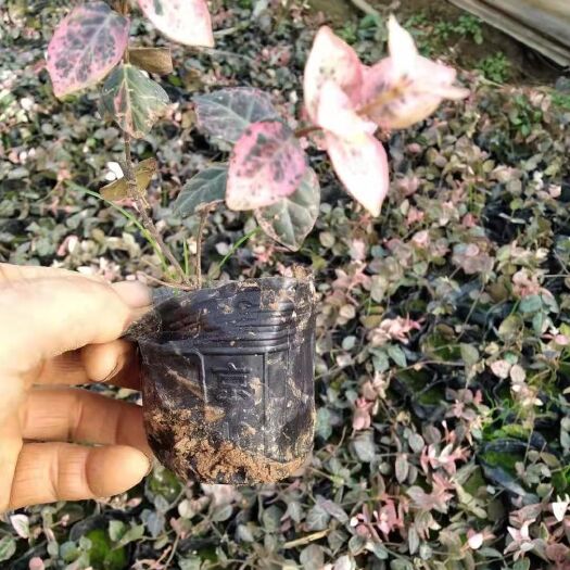 青州市草花 花叶络石工程专用