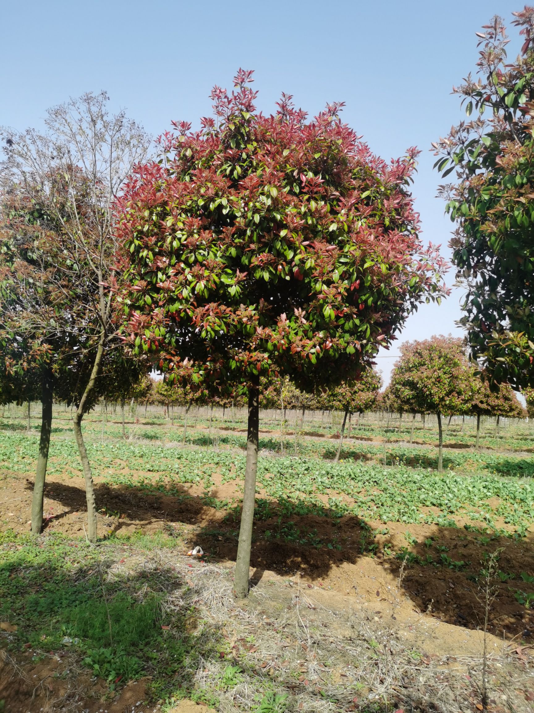 火焰红  高杆红叶石楠树