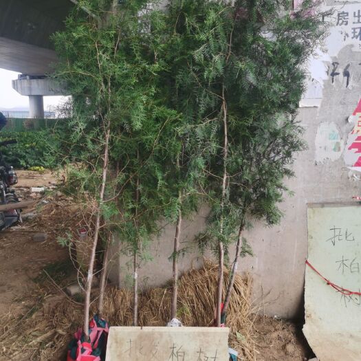 荥阳市 自家种的侧柏苗，有1000颗3年苗子，平均1.6米高。