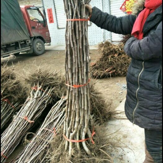 营口磨盘山楂树苗  山楂苗