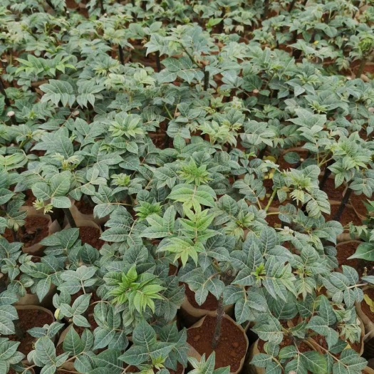 蒙山县吴茱萸苗 