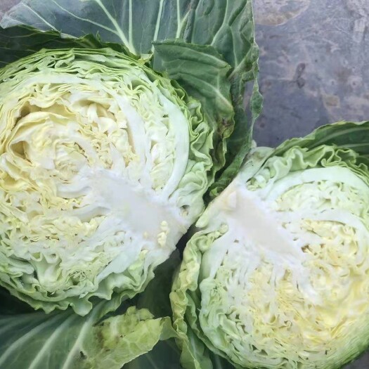 邯郸绿包菜 暖棚上市了 量大
