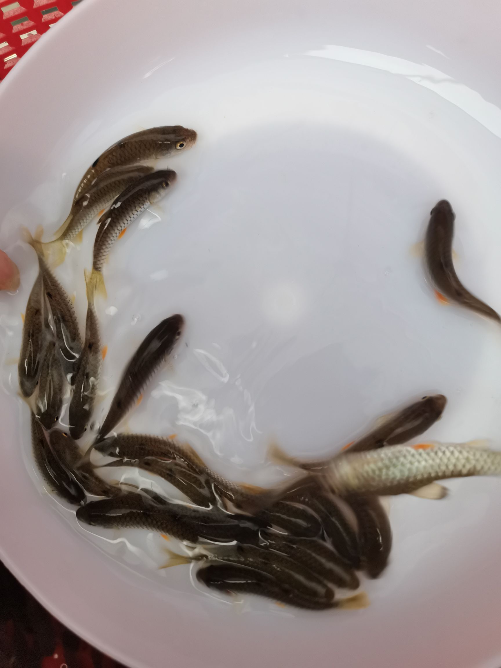 光倒刺鲃鱼苗  军鱼苗青竹鲩鱼娟鱼苗光鱼苗