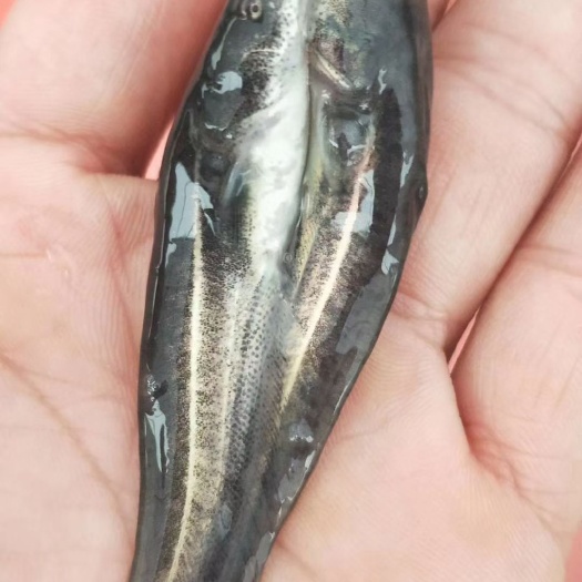 广州鲶鱼苗