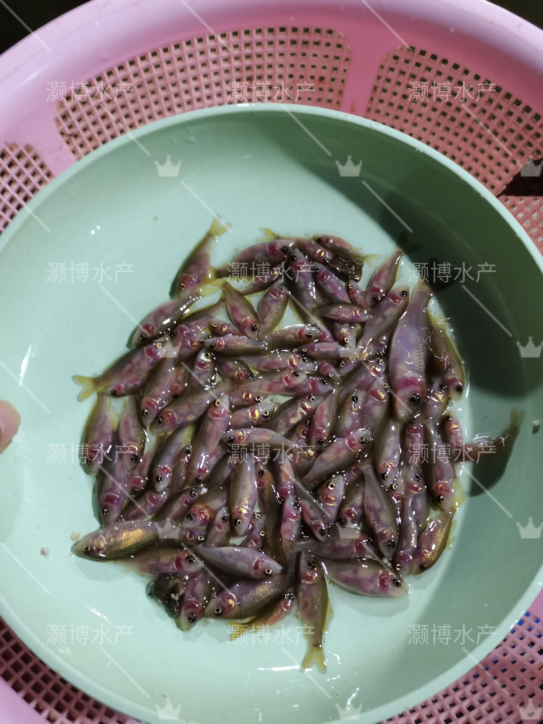 鲤鱼苗禾花鲤鱼苗稻田鲤鱼苗