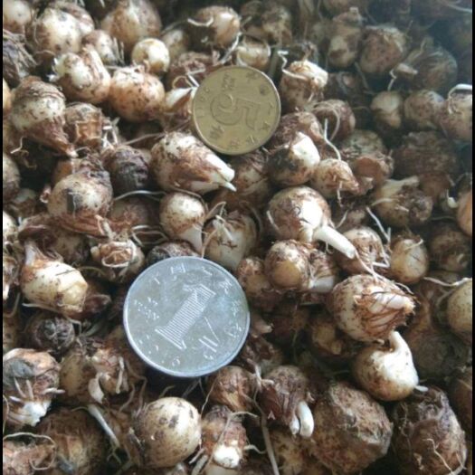 荆门半夏种子  湖北荆门高产量半夏种球98%
