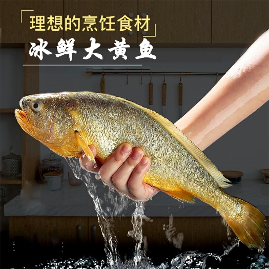 北京特大黄花鱼新鲜冷冻大黄鱼鲜活宁德黄瓜鱼海鲜水产小黄花