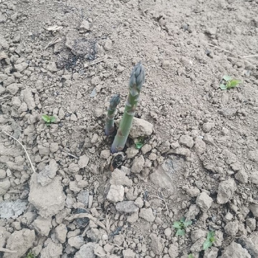 赵县绿芦笋 新鲜芦笋上市了
