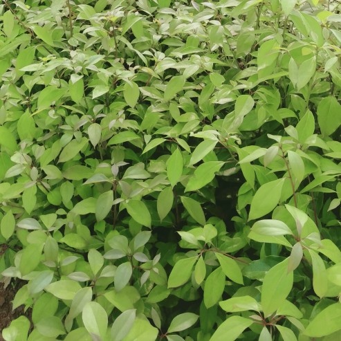 阳朔县香樟树苗 大苗 实生苗