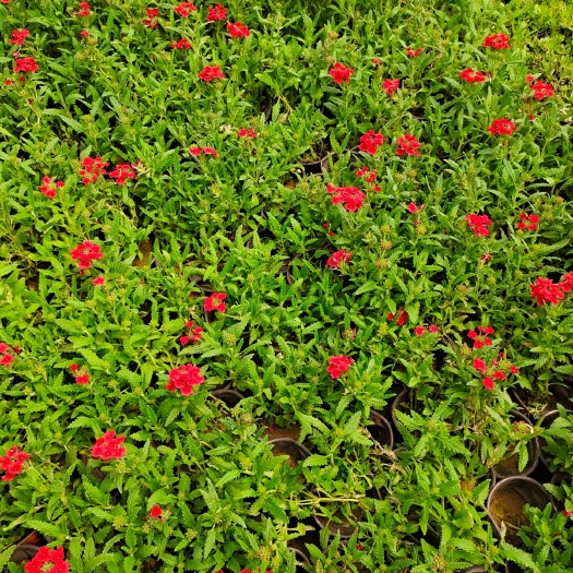 沭阳县地被菊苗 草盆花