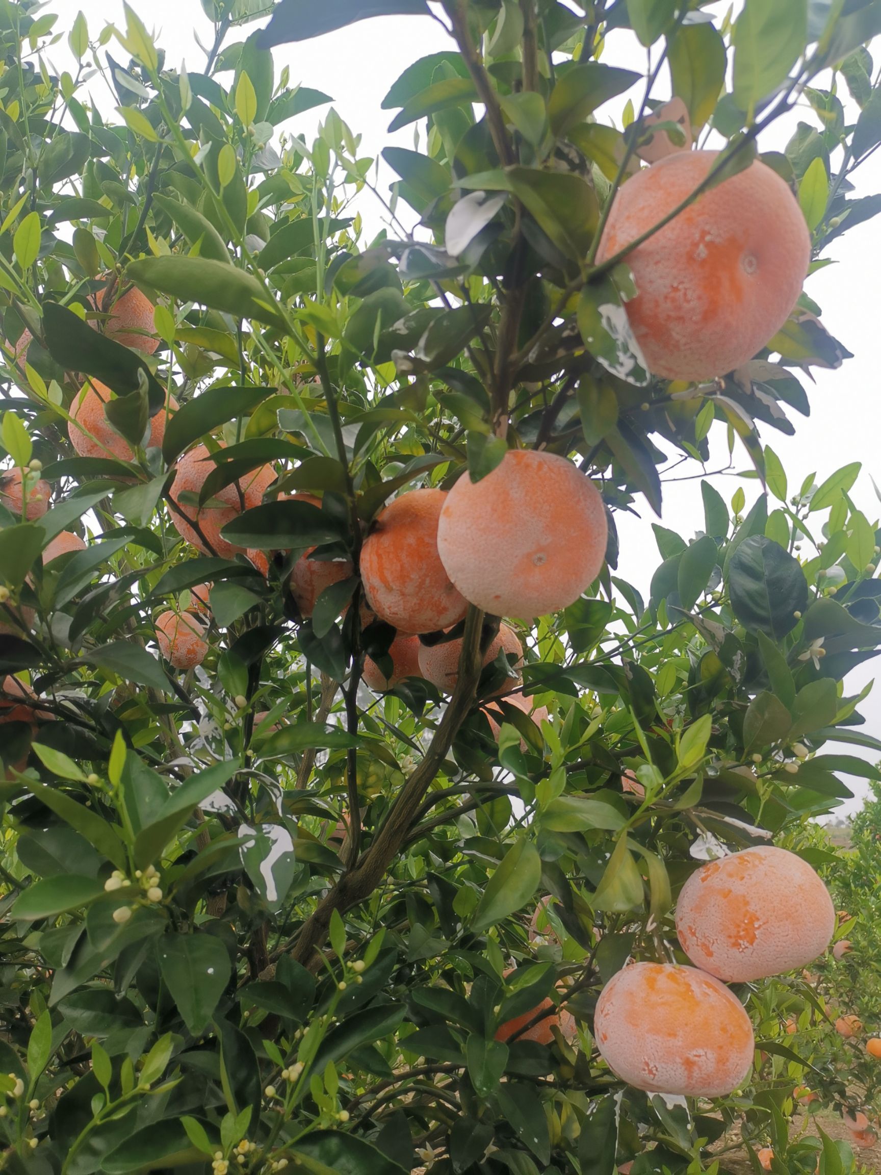 大量茂谷柑上市