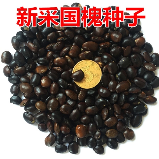 新采国槐种子