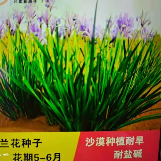 新民市马兰花种子  园林绿化耐酸碱耐旱耐涝耐冻，适合护坡园林绿化工程