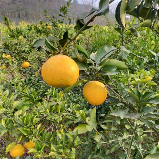 麻阳县 纽荷尔苗    锦密苗  塔罗科血橙苗
